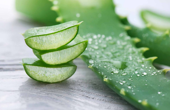 Aloe Vera Pflanze und Gel