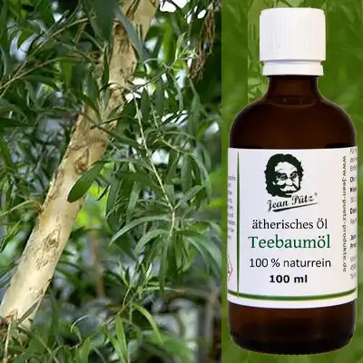 Teebaumöl – Illustration
